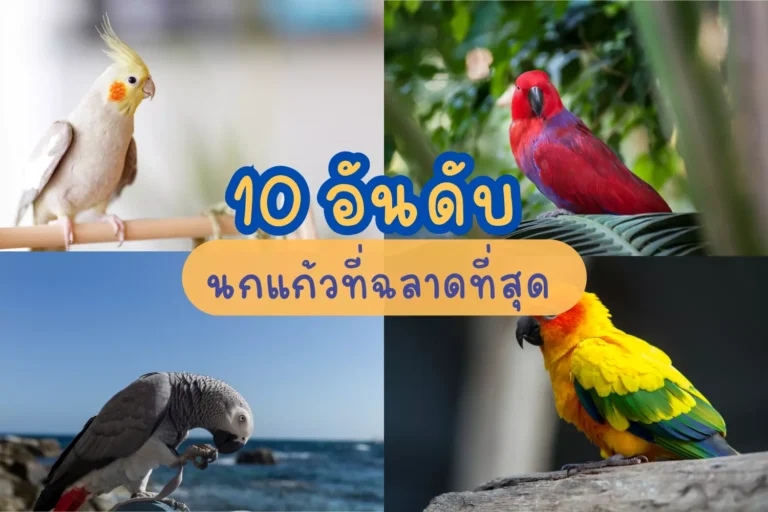 10 อันดับ นกแก้วที่ฉลาดที่สุด