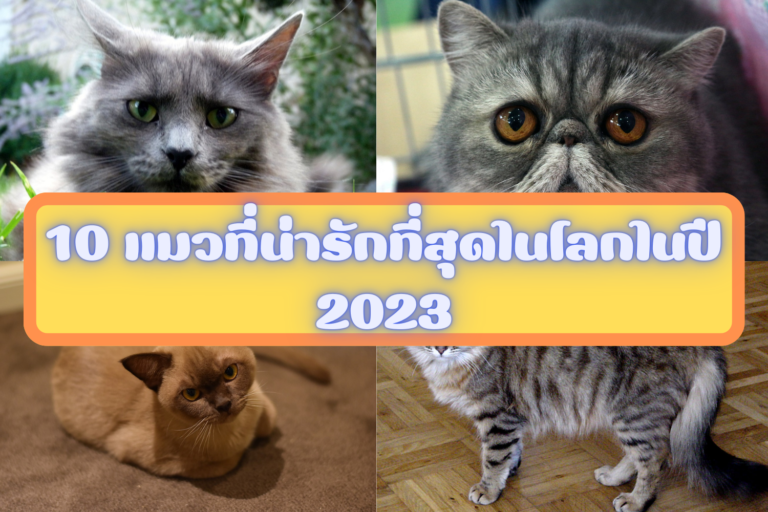 10 แมวที่น่ารักที่สุดในโลกในปี 2024