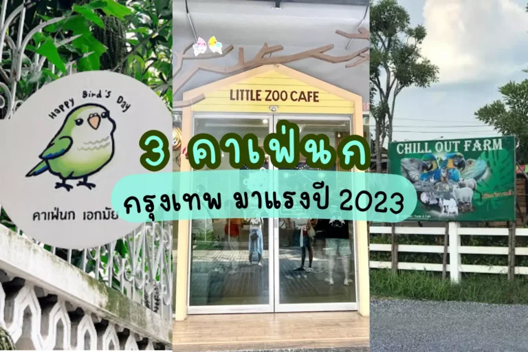 3 คาเฟ่นก กรุงเทพ มาแรงปี 2024