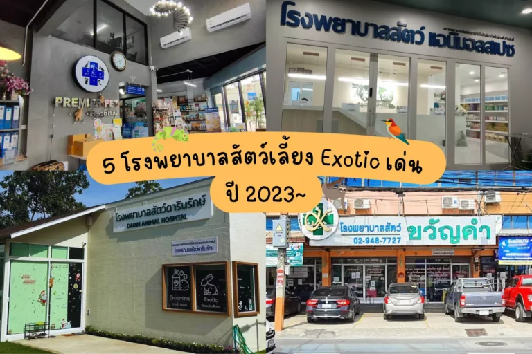 5 โรงพยาบาลสัตว์ Exotic กรุงเทพฯ ปี 2024