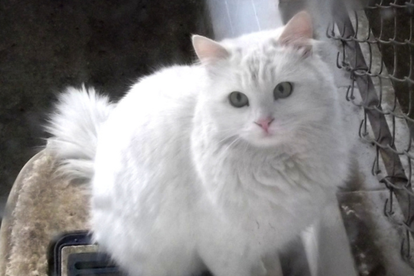 แมวแองโกรา (Angora Cat)