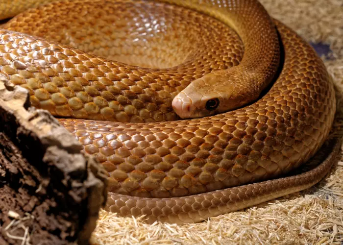 Coastal Taipan