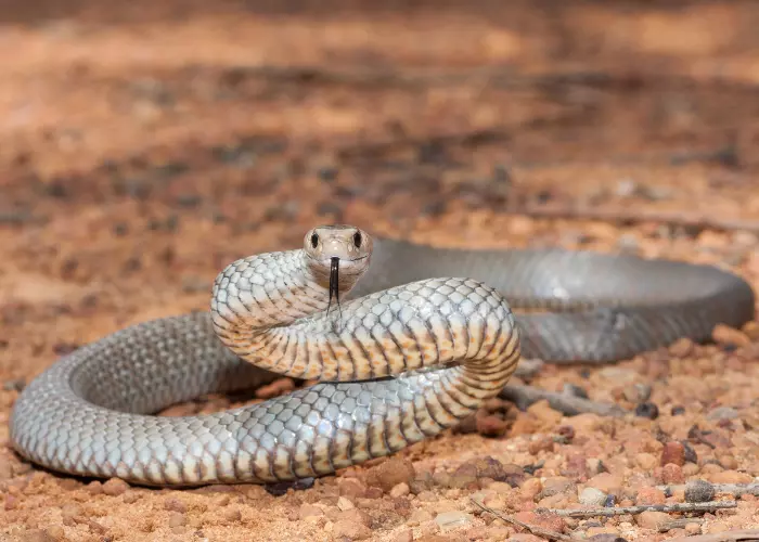 Eastern Brown Snake