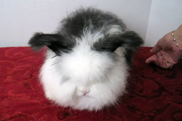 กระต่ายแองโกร่า (Angora) 