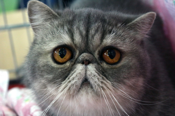 แมวเอ็กโซติก ชอร์ตแฮร์ (Exotic Shorthair Cat)