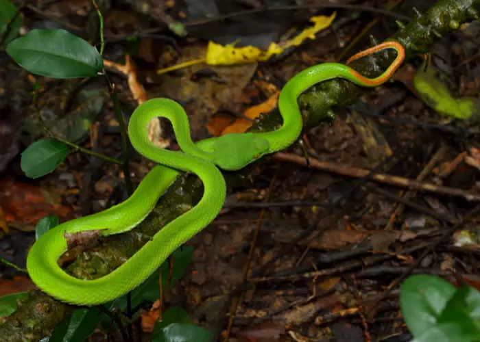 Green Bamboo Viper