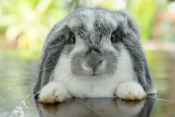 กระต่ายพันธุ์ฮอลแลนด์ลอป  (Holland Lop)