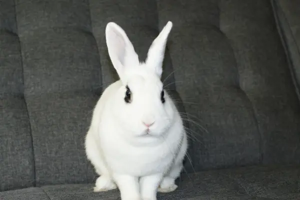 Dwarf hotot