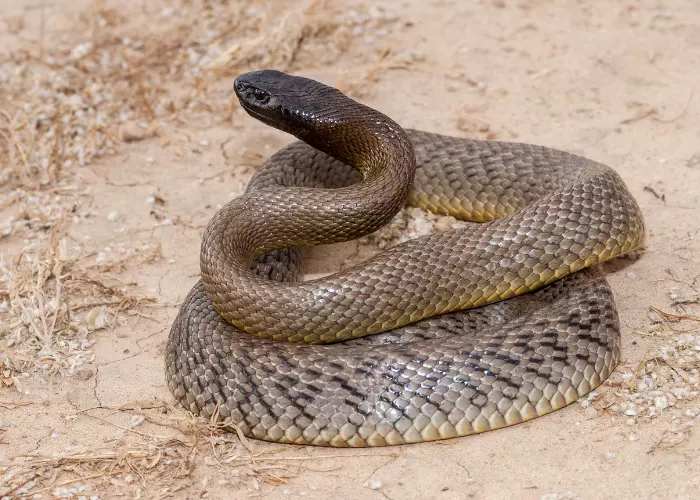 Inland Taipan