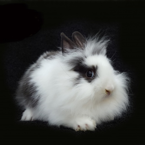 Lionhead