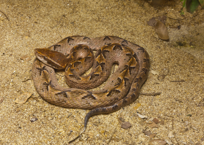 Malayan Pit Viper
