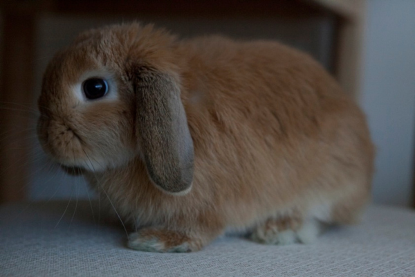 Mini Lop