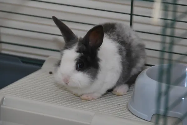 Mini Rex