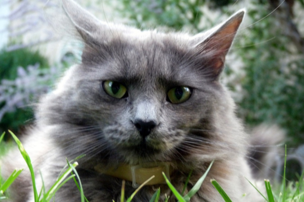 แมวเนบีลัง (Nebelung Cat)