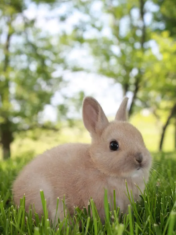 Netherland Dwarf 