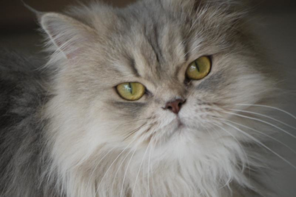 แมวเปอร์เซียน (Persian Cat)