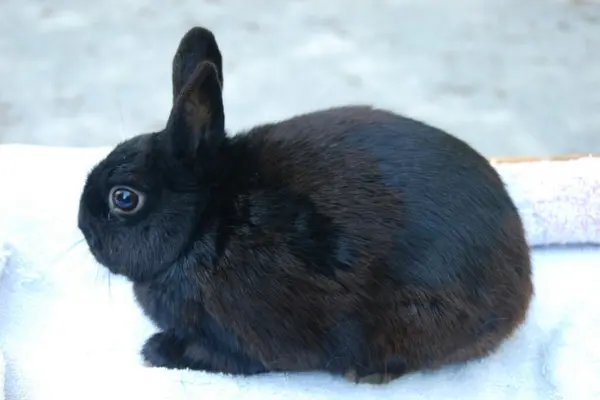 กระต่ายแคระโปแลนด์ (Polish Dwarf)