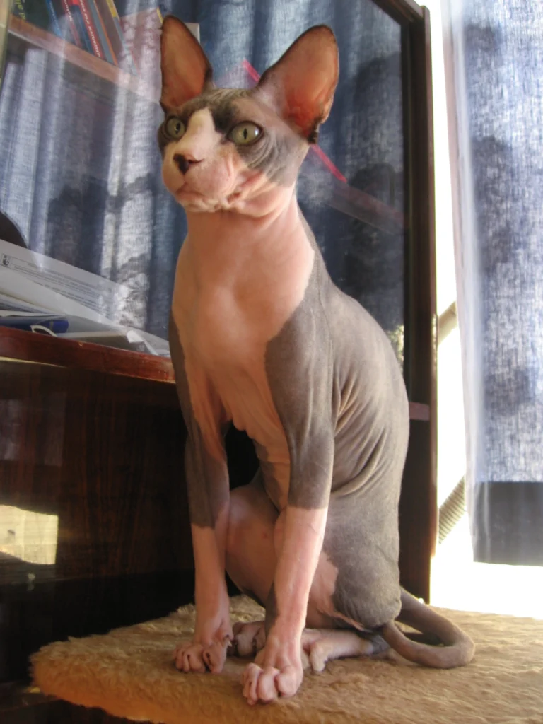 แมวสฟิงซ์ (Sphynx) 