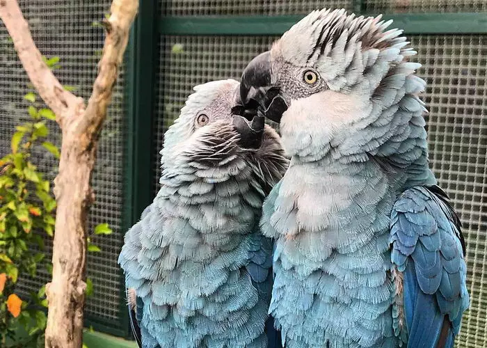 Spix’s Macaw