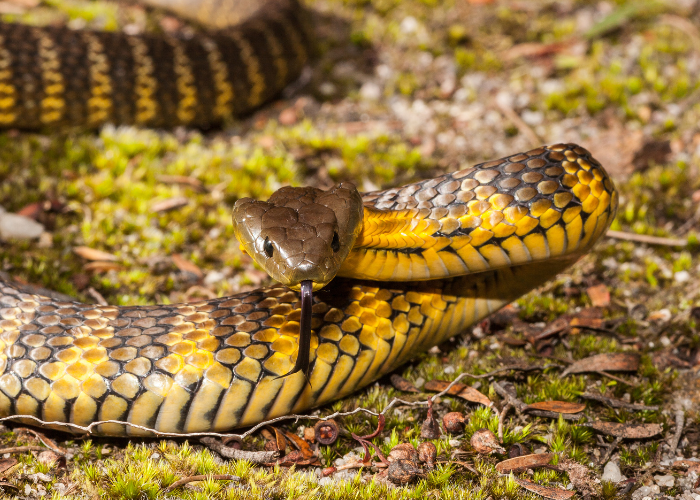 Tiger Snake