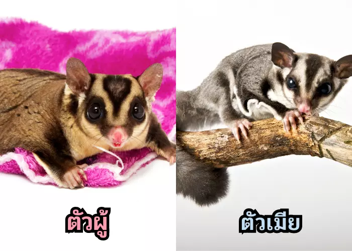 ความแตกต่างของตัวผู้กับตัวเมีย