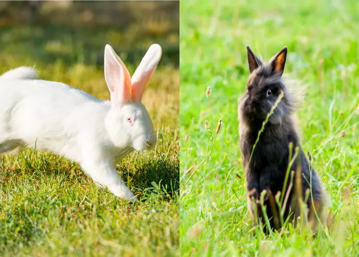 กระต่ายกระทืบเท้า กระต่ายยืนสองขา