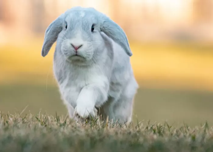 กระต่ายฮอลแลนด์ลอป