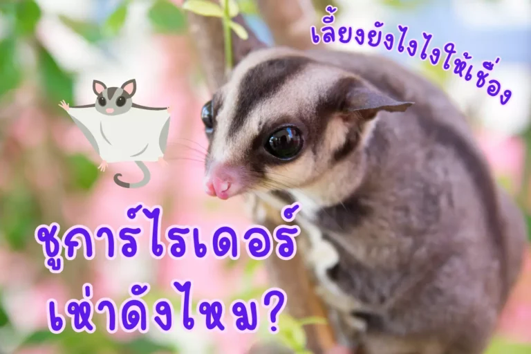 ชูการ์ไรเดอร์เห่าดังไหม? เลี้ยงยังไงไงให้เชื่อง