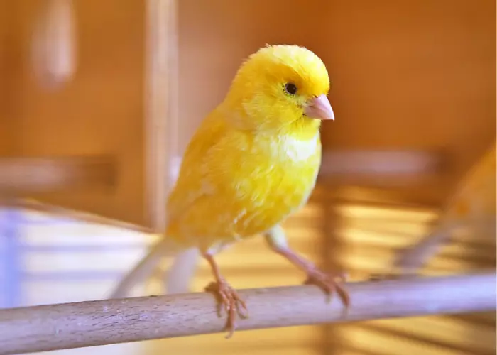 นกคีรีบูน canaries สีเหลือง
