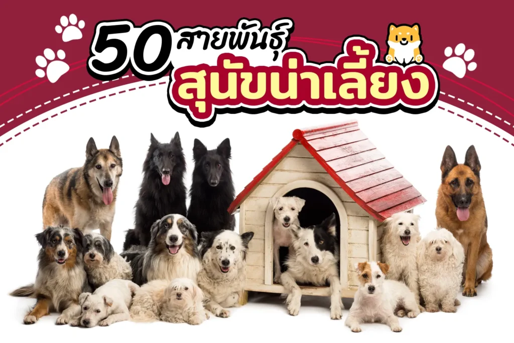 50 สายพันธุ์สุนัข น่าเลี้ยง น่ารัก