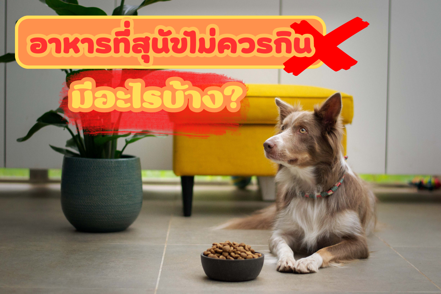 อาหารที่สุนัขไม่ควรกิน มีอะไรบ้าง?