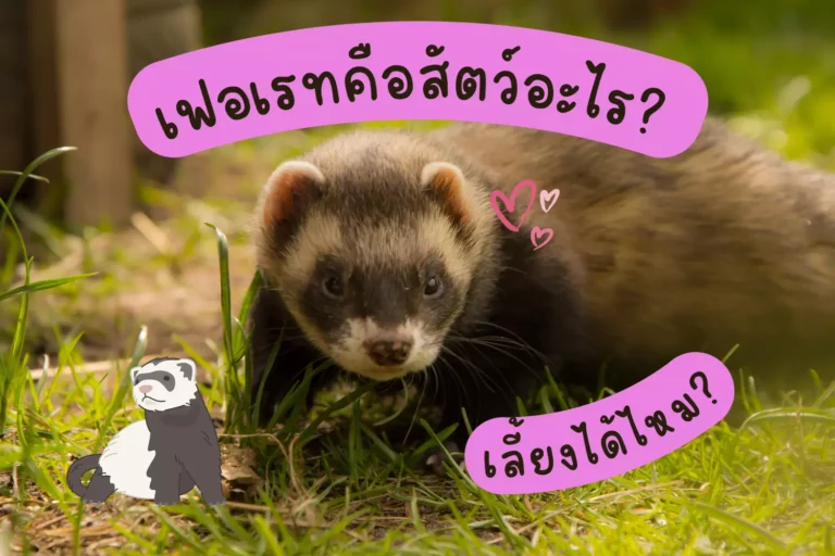 เฟอเรทคือสัตว์อะไร? เลี้ยงได้ไหม?