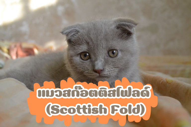 แมวสก๊อตติสโฟลด์ (Scottish Fold)