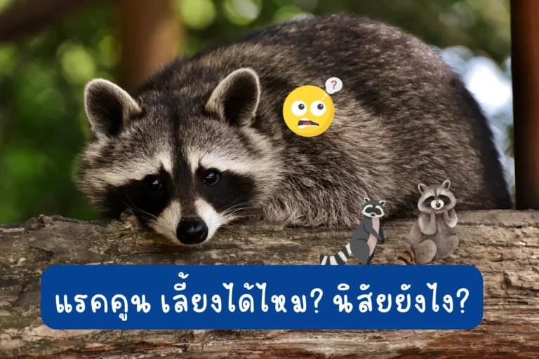 แรคคูน เลี้ยงได้ไหม? นิสัยยังไง?