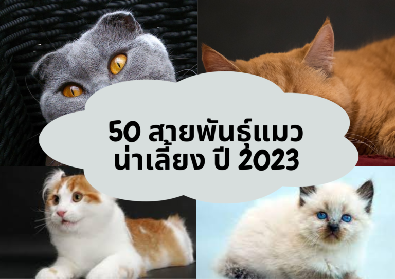 50 สายพันธุ์แมวน่าเลี้ยง ปี 2023