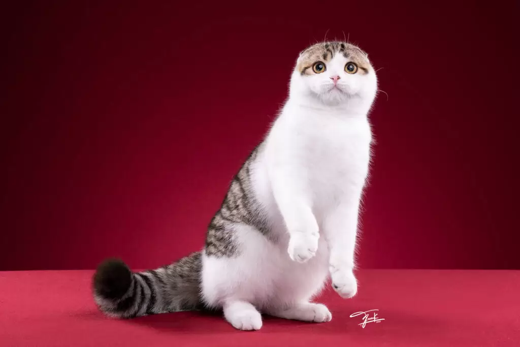 Scottish Fold Shorthair