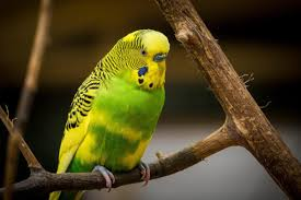 ความหมาย Budgerigar 