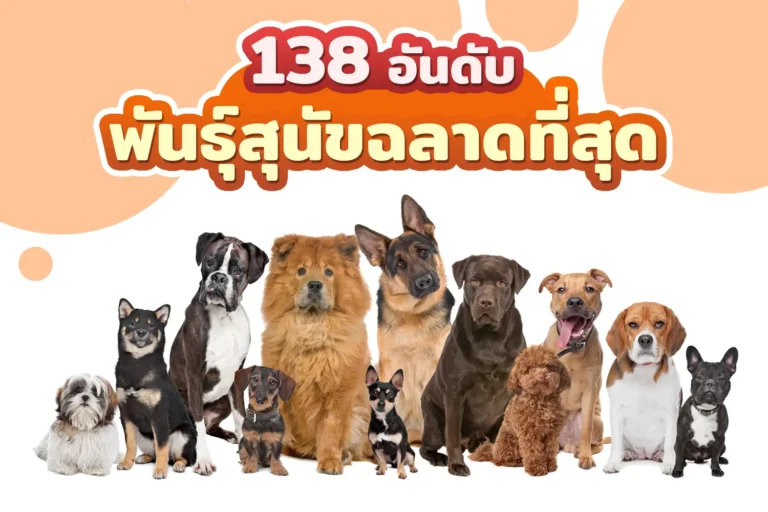 138 อันดับ ความฉลาดของสุนัข