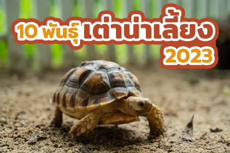 เต่าน่าเลี้ยง 10 สายพันธุ์ ปี 2023