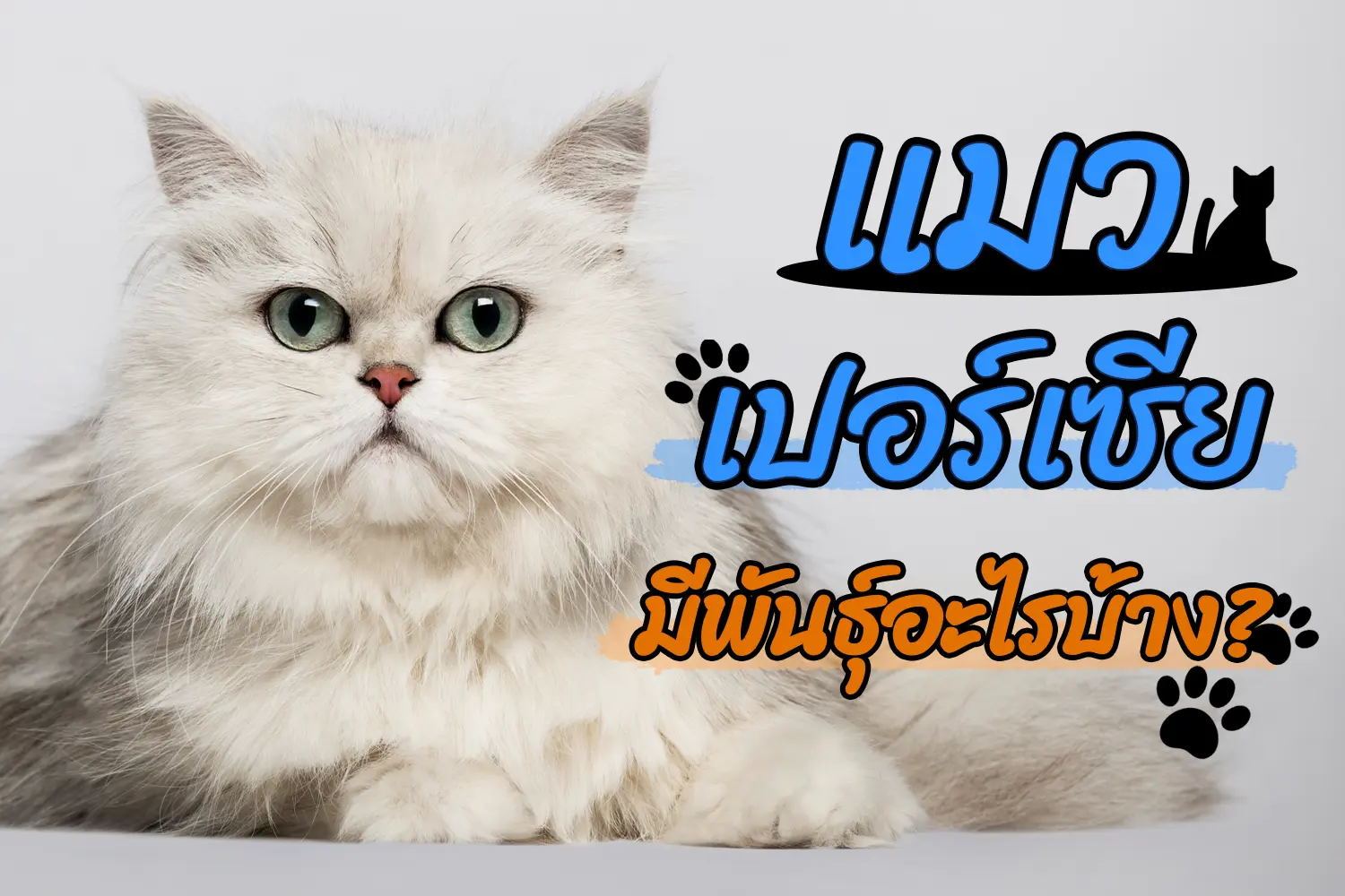 แมวเปอร์เซียพันธุ์ต่างๆ มีพันธุ์อะไรบ้าง? มีสีอะไรหายากบ้าง? - Thailand ...