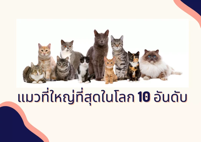 แมวที่ใหญ่ที่สุดในโลก 10 อันดับ