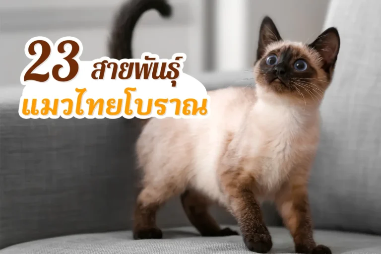 แมวไทยโบราณ 23 สายพันธุ์