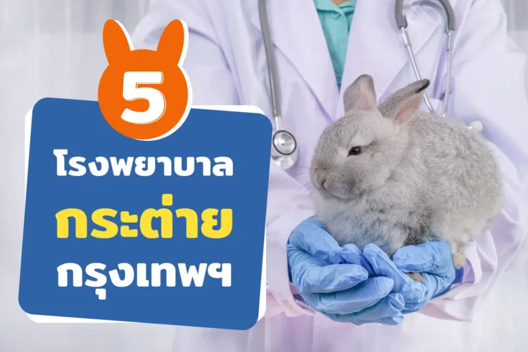 5 โรงพยาบาลกระต่าย กรุงเทพ ปี 2024