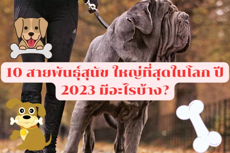 10 สายพันธุ์สุนัข ใหญ่ที่สุดในโลก ปี 2024 มีอะไรบ้าง?