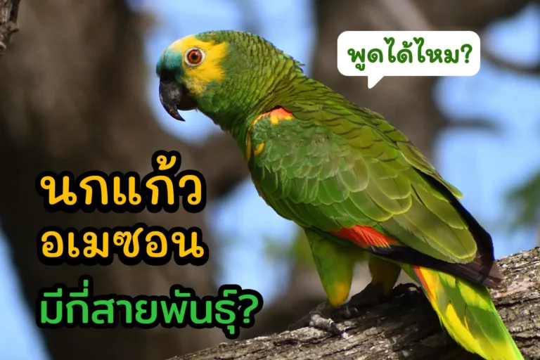  นกแก้วอเมซอน มีกี่สายพันธุ์? พูดได้หรือไม่?