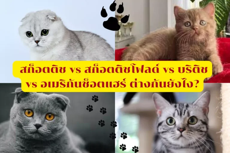  สก็อตติช vs สก็อตติชโฟลด์ vs บริติช vs อเมริกันช็อตแฮร์ ต่างกันยังไง?