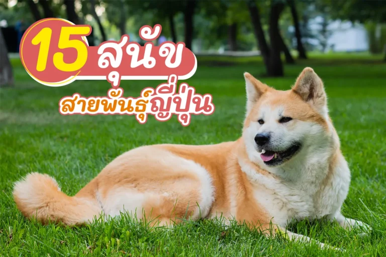 15 สุนัขสายพันธุ์ญี่ปุ่น น่ารักๆ