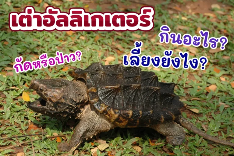 เต่าอัลลิเกเตอร์ กินอะไร? กัดหรือป่าว? มีวิธีเลี้ยงยังไง?