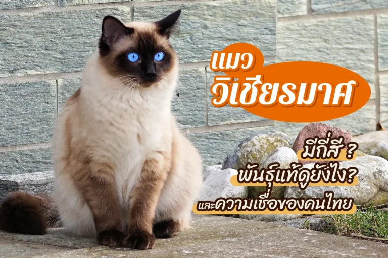 แมววิเชียรมาศมีกี่สี? พันธุ์แท้ดูยังไง? และความเชื่อของคนไทย